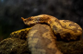 Atenție la vipere pe traseele montane și în zonele cu vegetație abundentă